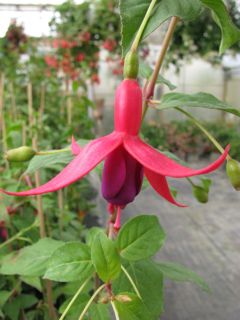 Fuchsia Elisabeth Wagner 01