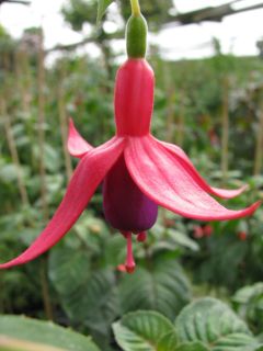 Fuchsia Elisabeth Wagner 02