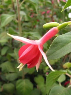 Fuchsia Elizabeth 02