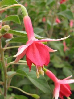 Fuchsia Elizabeth 03