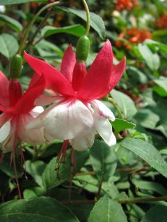 Fuchsia Elizabeth Travis 01