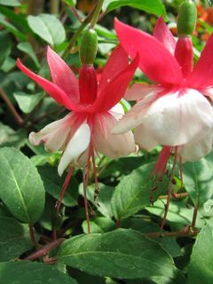 Fuchsia Elizabeth Travis 02