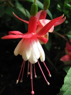 Fuchsia Elizabeth Travis 03