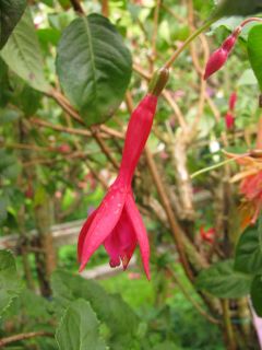 Fuchsia Ellen Van Swaay 01