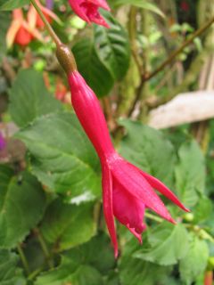 Fuchsia Ellen Van Swaay 02