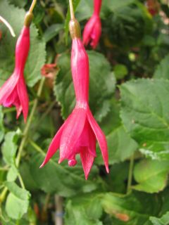 Fuchsia Ellen Van Swaay 03