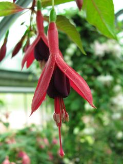 Fuchsia 