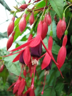 Fuchsia 