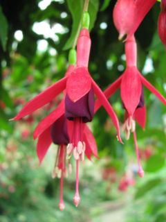 Fuchsia 