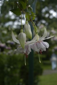 Fuchsia Engeltje 01