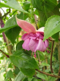 Fuchsia English Rose 01
