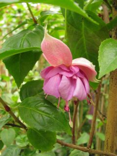 Fuchsia English Rose 02