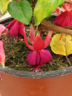 Fuchsia Eppsii 01