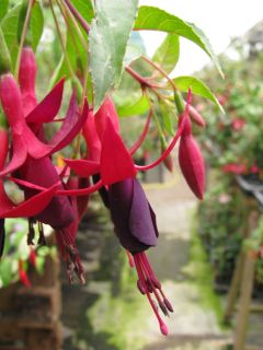 Fuchsia Erlkoenig 01