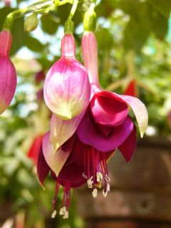 Fuchsia Erna van den Brink 01