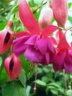 Fuchsia Ernst 01