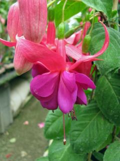 Fuchsia Ernst 02