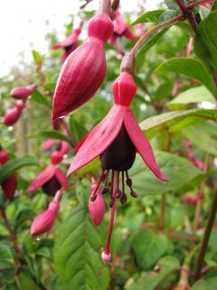 Fuchsia Ernst Naschke 01