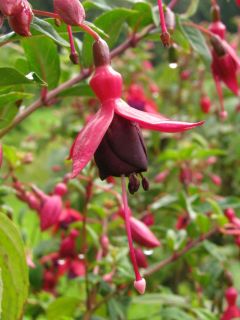 Fuchsia Ernst Naschke 02