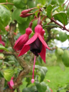 Fuchsia Ernst Naschke 03