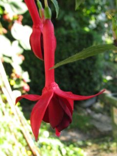 Fuchsia Eupener Weser 01