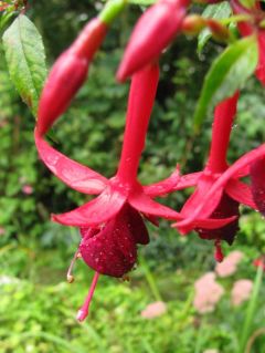 Fuchsia Eupener Weser 02