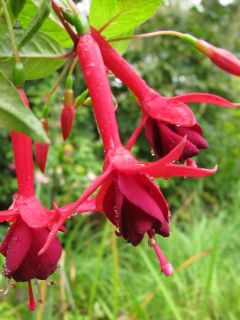 Fuchsia Eupener Weser 03