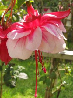 Fuchsia Europa 01