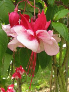 Fuchsia Europa 02