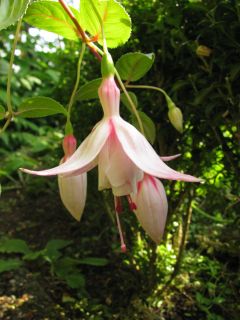 Fuchsia Evensong 01