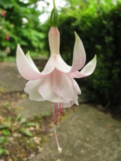 Fuchsia Evensong 03