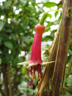 Fuchsia Excordi 01