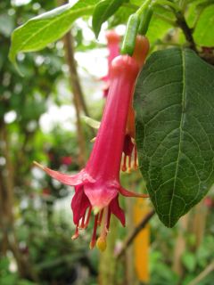 Fuchsia Excordi 02