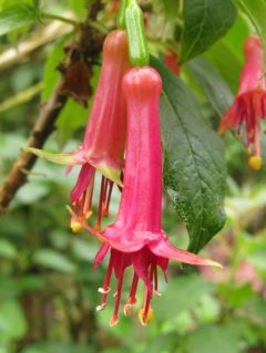 Fuchsia Excordi 03