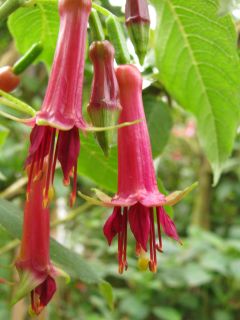 Fuchsia Excordi 04