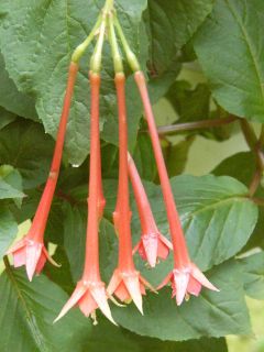 Fuchsienbild F. fulgens rubra grandiflora