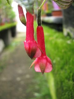 Fuchsienbild F. Decussata 01