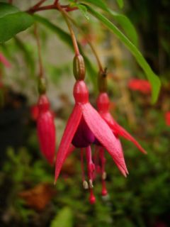 Fuchsienbild F. alpestris 01