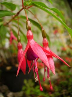 Fuchsienbild F. alpestris 02