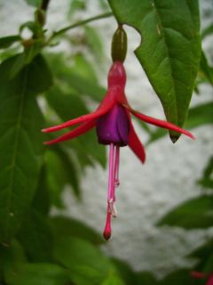 Fuchsienbild F. alpestris 03