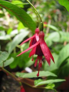 Fuchsienbild F. alpestris 04