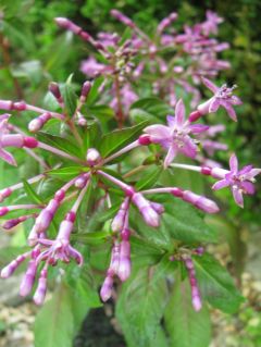 Fuchsienbild F. arborescens 02