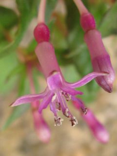 Fuchsienbild F. arborescens 03