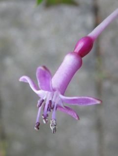 Fuchsienbild F. arborescens 04