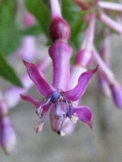 Fuchsienbild F. arborescens 05