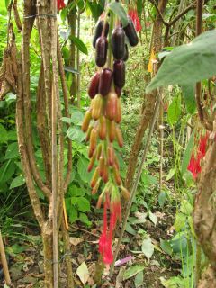 Fuchsienbild F. boliviana var. luxurians 01