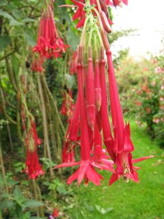 Fuchsienbild F. boliviana var. luxurians 02