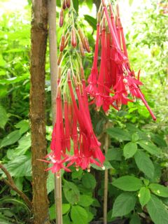 Fuchsienbild F. boliviana var. luxurians 03