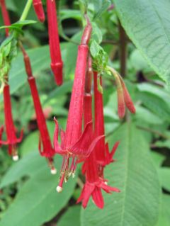 Fuchsienbild F. boliviana var. luxurians 04