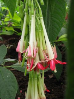 Fuchsienbild F. boliviana var. luxurians alba 01